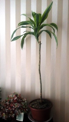 Пальма хамедорея: уход в домашних условиях