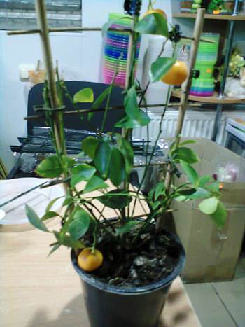 mandarin-iz-kostochki2