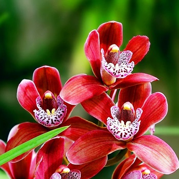 Орхидея будет цвести больше 6 месяцев, если ее так поливать