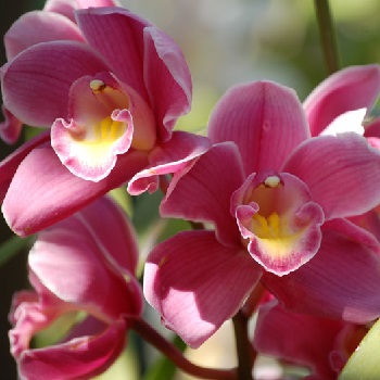 Пересадка орхидей: уровень - профессионал