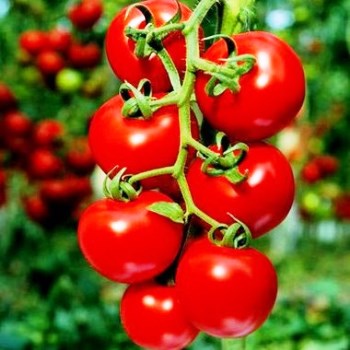 Выращиваем рассаду помидорок – новый опыт и свежие впечатления!