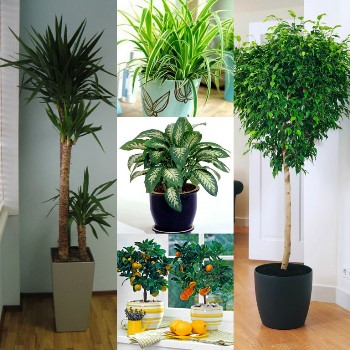 Растения для офиса: выбираем по всей строгости