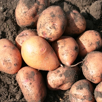 Секреты получения хорошего урожая картофеля