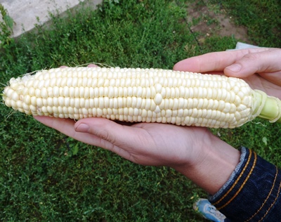 Белоснежная кукуруза