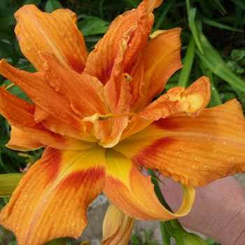 Лилейник – универсальный цветок