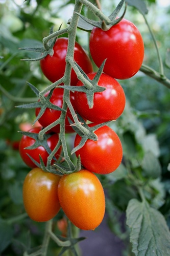 tomat-v-teplice3