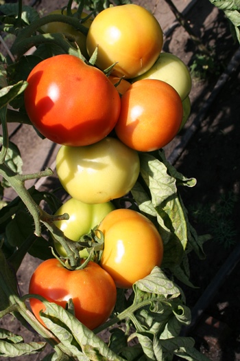 Уроки прошедшего сезона: томат в открытом грунте