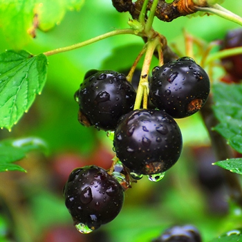 Выращивание смородины: чёрная ягода от начала до конца
