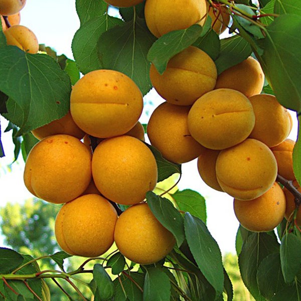 Основные вредители абрикоса