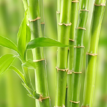 Зимостойкие сорта бамбука