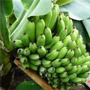 Выращивание банана в средней полосе России
