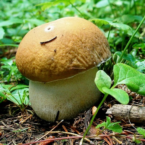 Белый гриб в культурных условиях – не в лесу, а в огороде