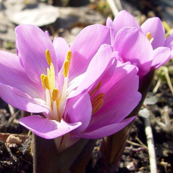 Выращивание брандушки: фиолетовая улыбка весны
