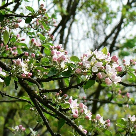 Что делать с яблонями ранней весной – план подготовки деревьев к новому сезону