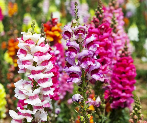 Цветущие растения в сентябре: Топ 10 самых красивых