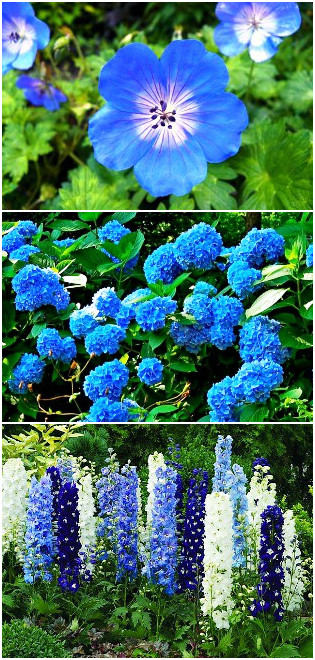 Сад в синем цвете: сочетаем синие растения правильно