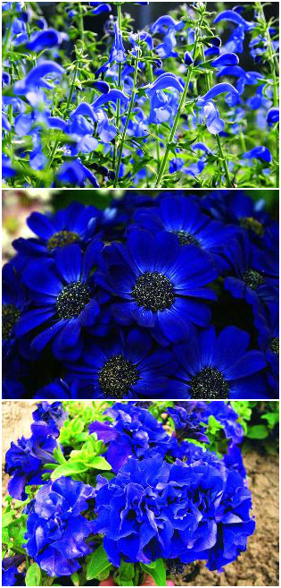Сад в синем цвете: сочетаем синие растения правильно