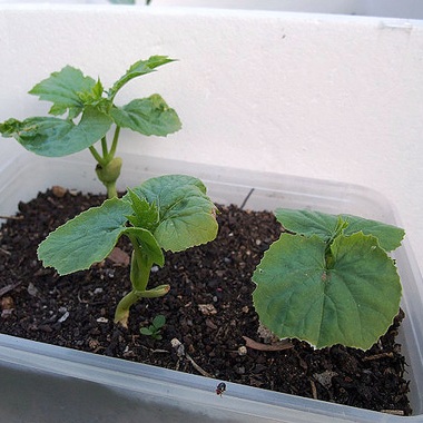 Дыни и арбузы: выращивание рассадой