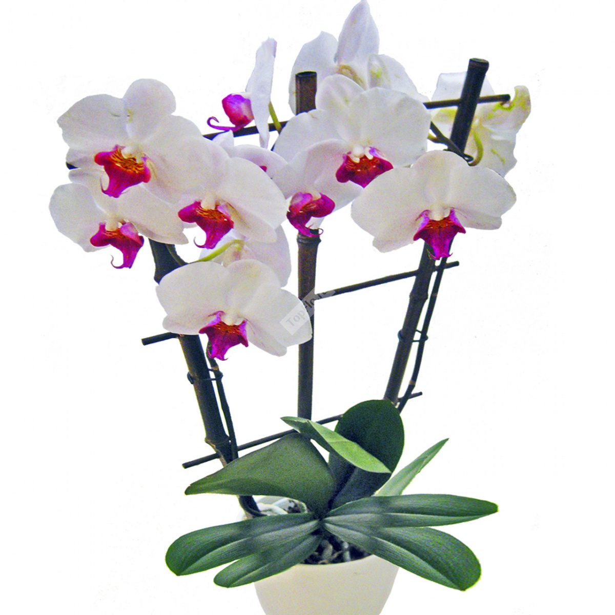 Орхидея (Фаленопсис): Уход и размножение