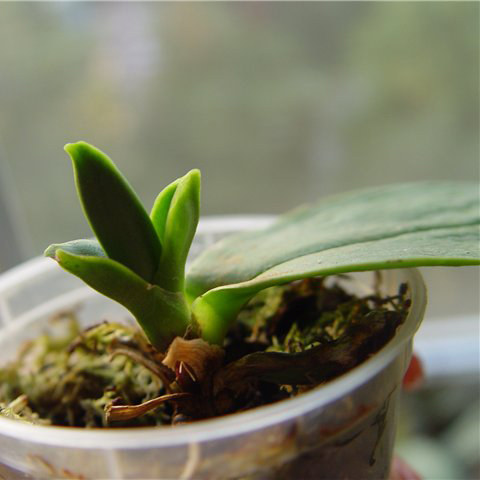 falenopsis