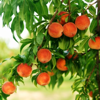 Грибковые заболевания персиковых пород