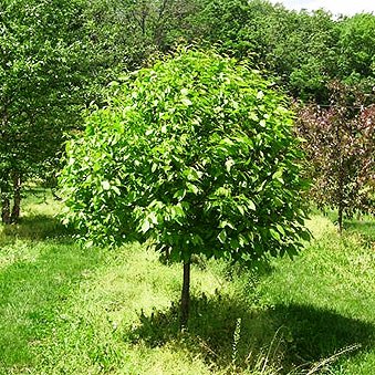 Групповые посадки деревьев: лиственные и плодовые