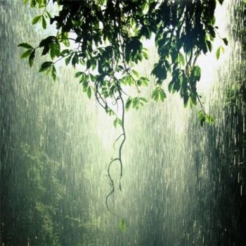 Что поможет растениям в дождь?