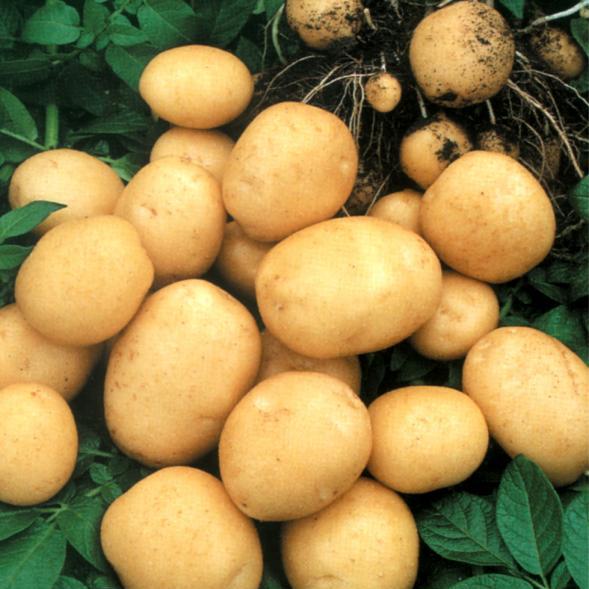 Как легко вырастить картофель
