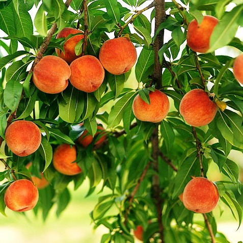 Как посадить персик