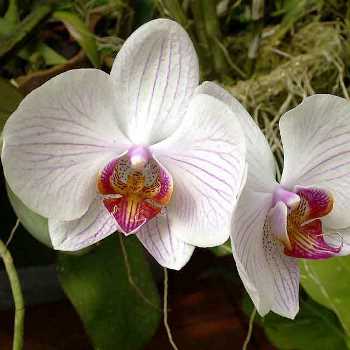 Как приручить орхидею? Непокорная тропиканка