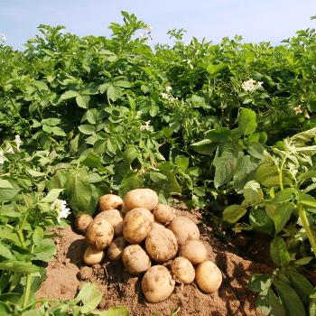 Как спасти урожай картофеля?