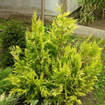 Кипарисовик: универсальное растение