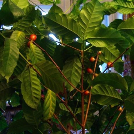 Кофейное дерево в доме – проращивание и уход