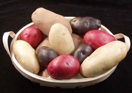 Сорта картофеля – время закладывать погреб!