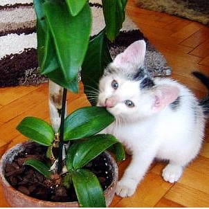 Кошки и комнатные растения – основы сосуществования