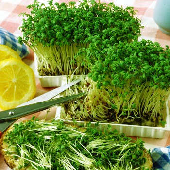 Кресс-салат: выращивание