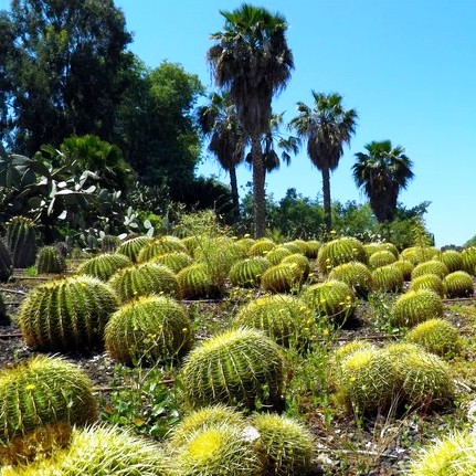 Мир кактусов – удивительные виды колючих растений 