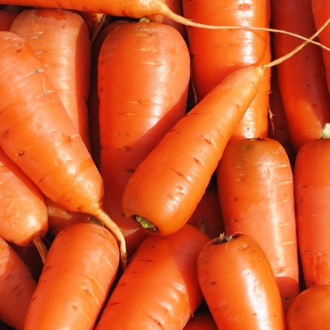 Уборка моркови в августе