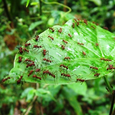 Борьба с муравьями в цветнике