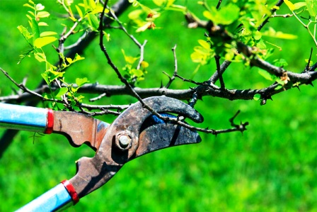 Обрезка вишни и черешни – премудрости садового дела