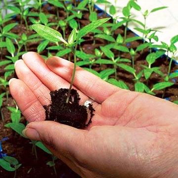 Общие приёмы выращивания рассады – грунт, закаливание и высадка