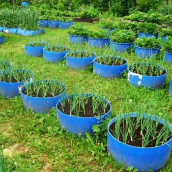 Оптимизация огорода: чем помочь растениям