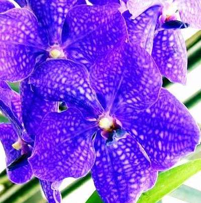 Ванда – королева орхидей