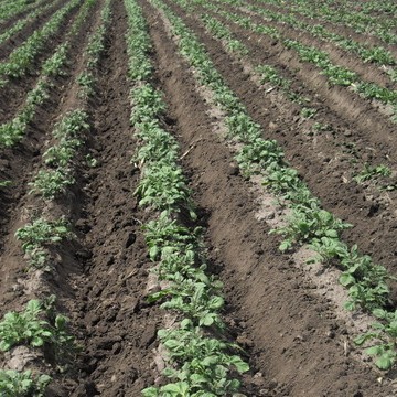 Озимый картофель – осенью сажаем, а весной копаем