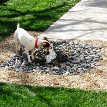 8 идей оформления заднего двора, чтобы вдохновить вашу собаку