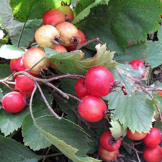 Плодовый боярышник: посадка и уход или полезные витамины на вашем огороде
