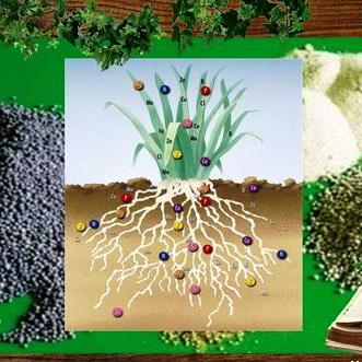 Почвенное питание овощных растений - основные макро- и микроэлементы