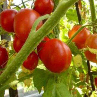 Как правильно удобрять помидоры