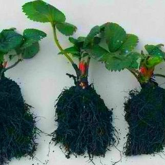 Как вырастить крепкую рассаду 