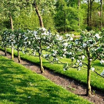 Урожай карликовых деревьев в шпалерном саду
